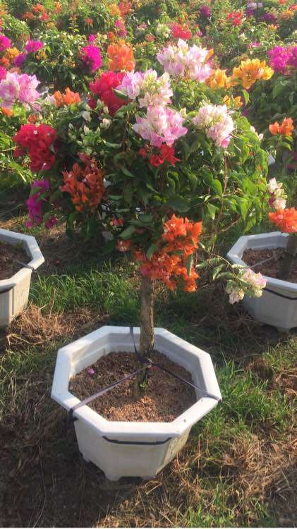 自家的三角梅盆栽批发 250元 图片