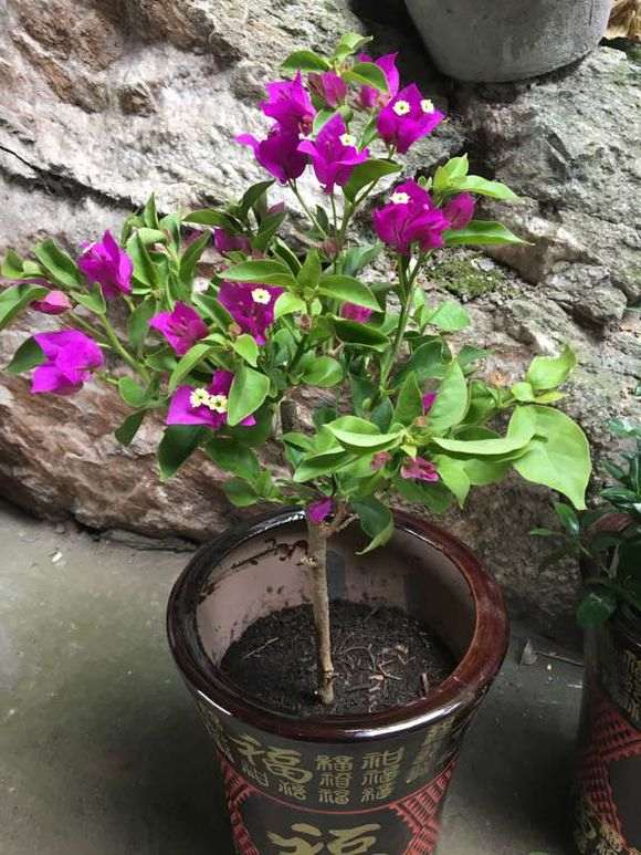 移栽的三角梅盆栽要摘掉叶子吗 图片