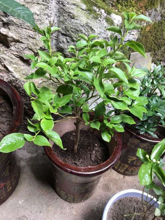 移栽的三角梅盆栽要摘掉叶子吗 图片