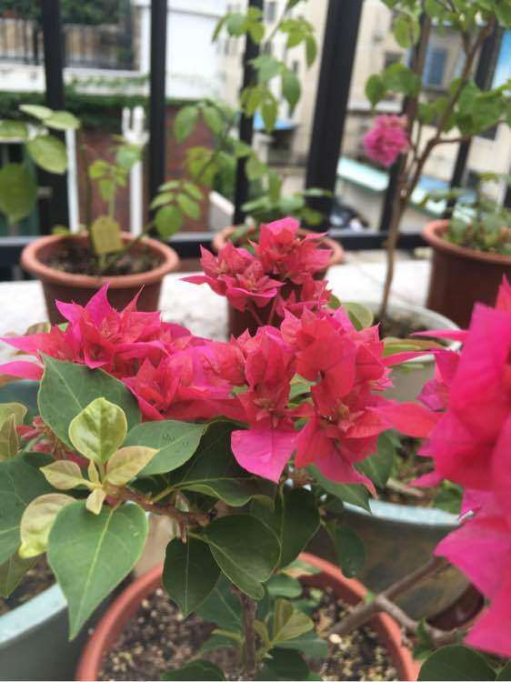 三角梅盆栽 这个是重红吧 怎么样