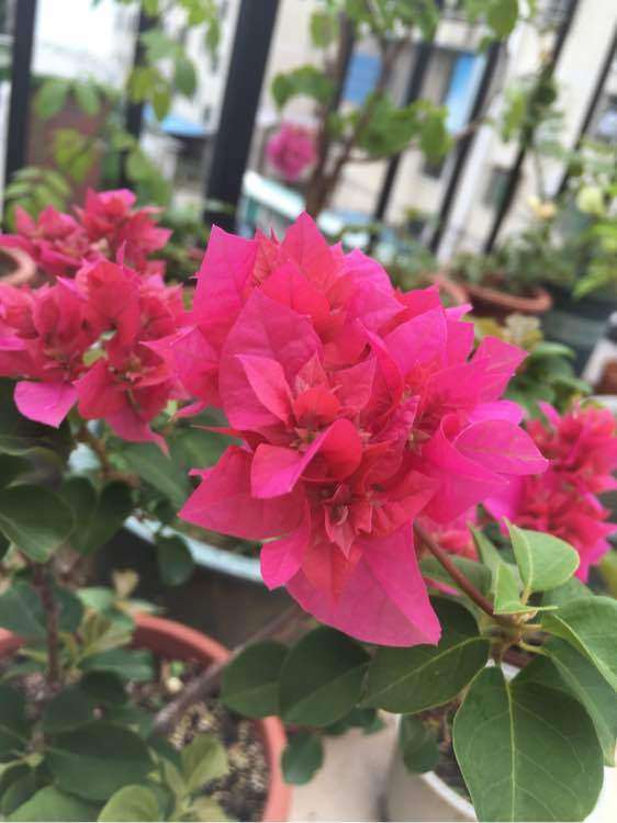 三角梅盆栽 这个是重红吧 怎么样