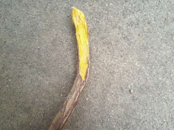 三角梅盆栽枝条是不是已经死了 图片