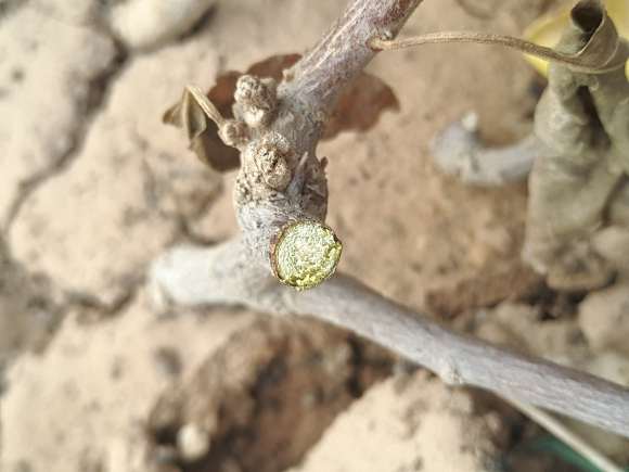 三角梅盆栽枝条是不是已经死了 图片