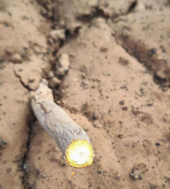 三角梅盆栽枝条是不是已经死了 图片