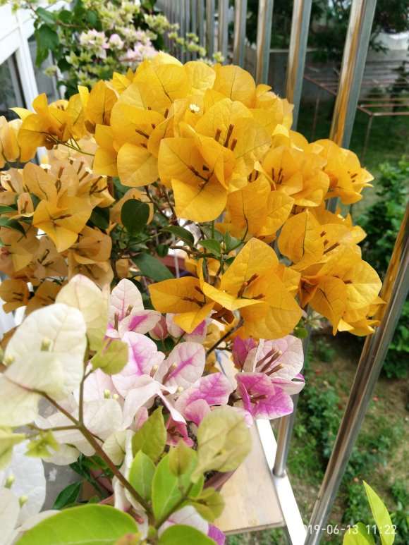 三角梅盆栽真勤花 一茬接一茬的开 图片