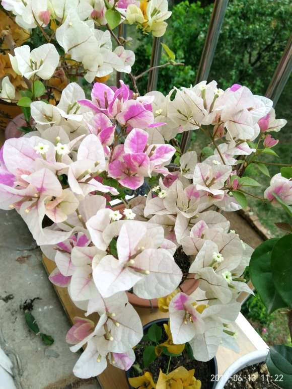 三角梅盆栽真勤花 一茬接一茬的开 图片