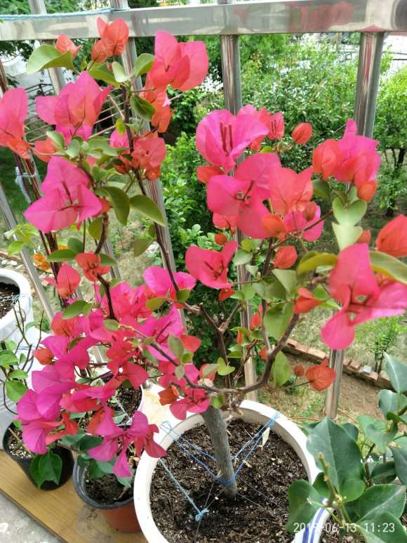 三角梅盆栽真勤花 一茬接一茬的开 图片