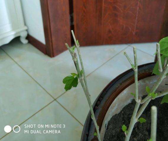 拼多多上买的三角梅盆栽 被骗了吗 图片