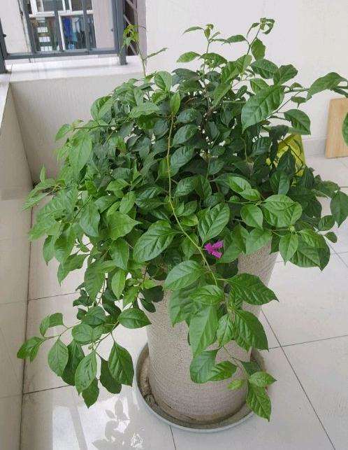 怎样让三角梅盆栽长粗长高 少长叶