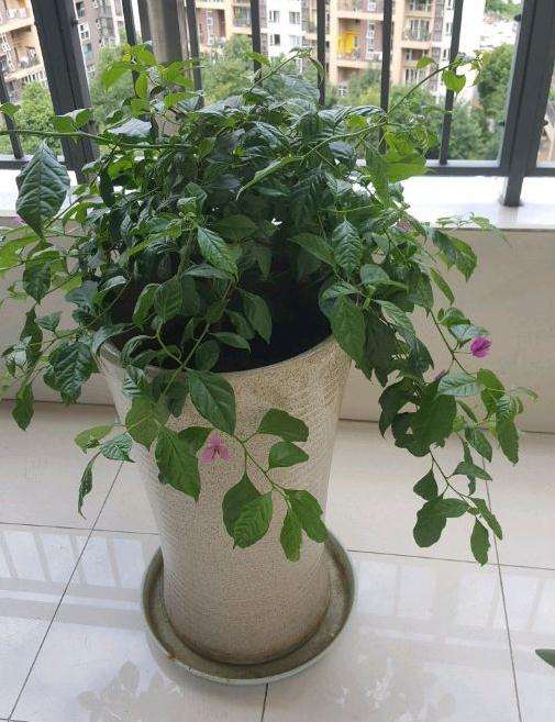 怎样让三角梅盆栽长粗长高 少长叶