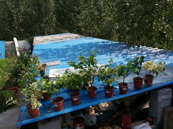 北方三角梅盆栽怎么过冬 图片