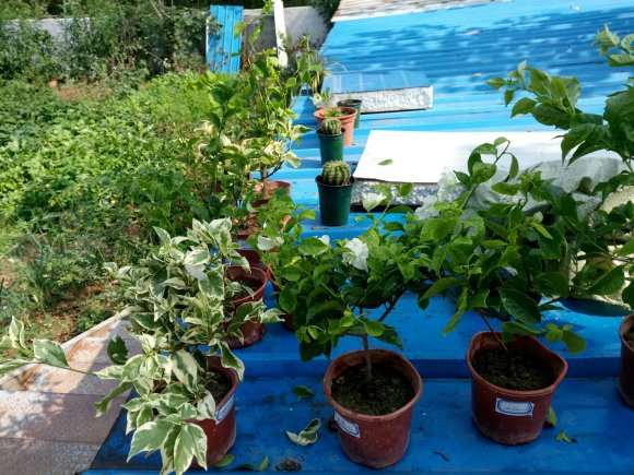 北方三角梅盆栽怎么过冬 图片