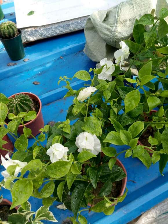 北方三角梅盆栽怎么过冬 图片