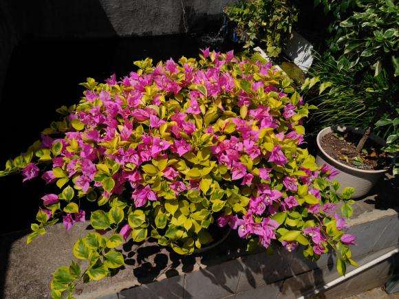 在湖南养的三角梅盆栽 怎么样 图片