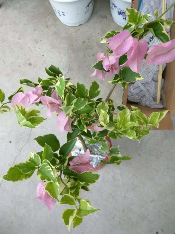 暗斑浅紫三角梅盆栽勤花吗 图片