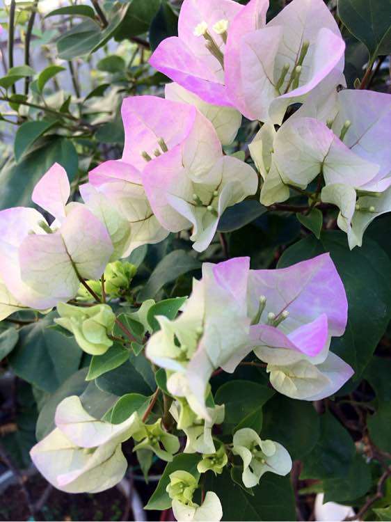 我来分析为什么三角梅盆栽 价格贵