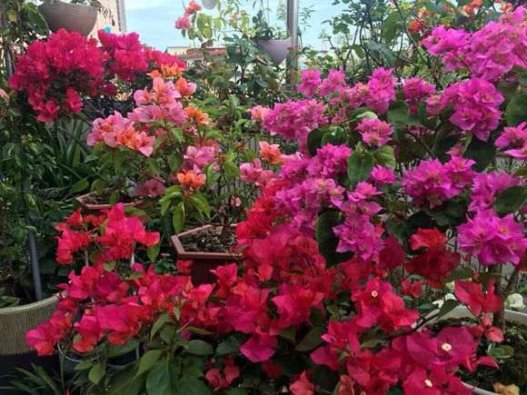 我来分析为什么三角梅盆栽 价格贵