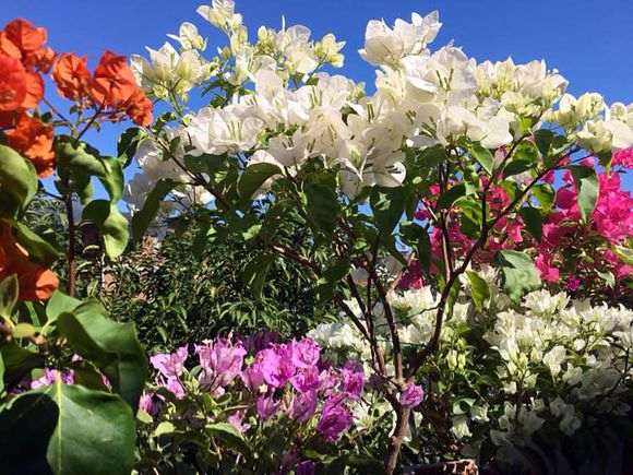 我来分析为什么三角梅盆栽 价格贵