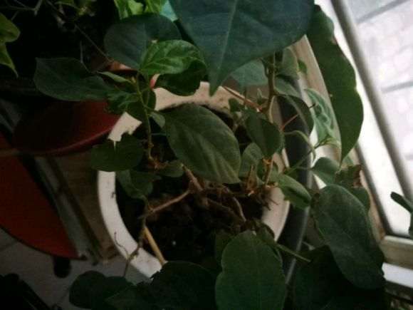 为什么三角梅盆栽蔫了 怎么办 图片