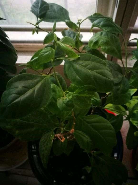 为什么三角梅盆栽蔫了 怎么办 图片