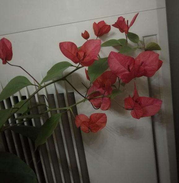 冬天三角梅盆栽如何过冬 图片