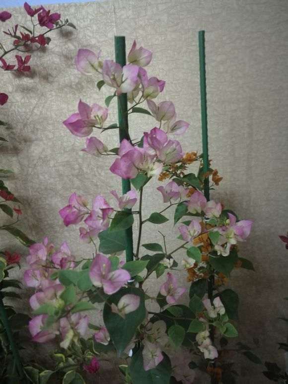 冬天三角梅盆栽如何过冬 图片