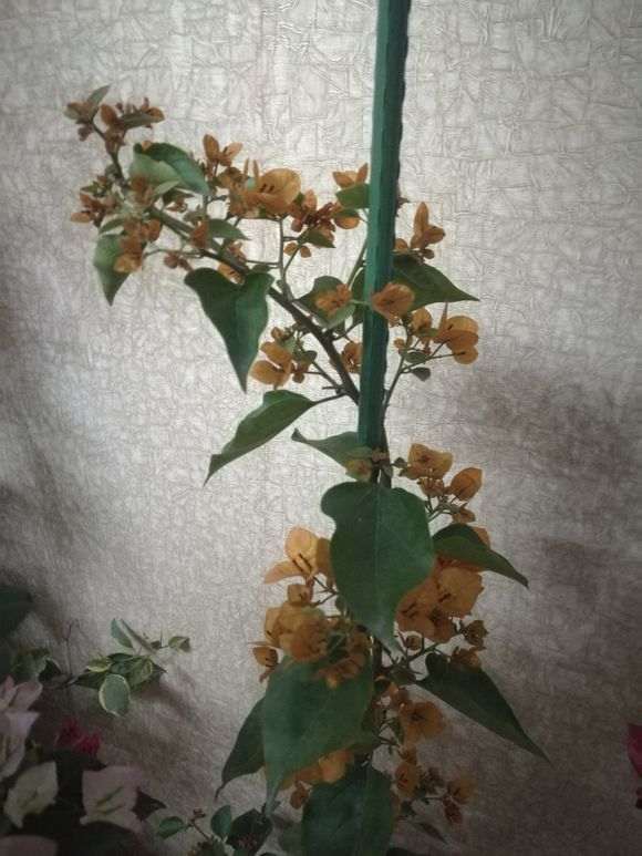 冬天三角梅盆栽如何过冬 图片