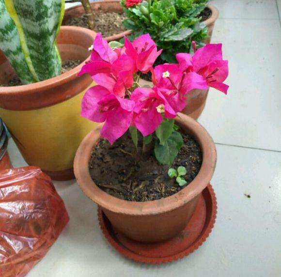 为什么三角梅盆栽新长的叶子那么大