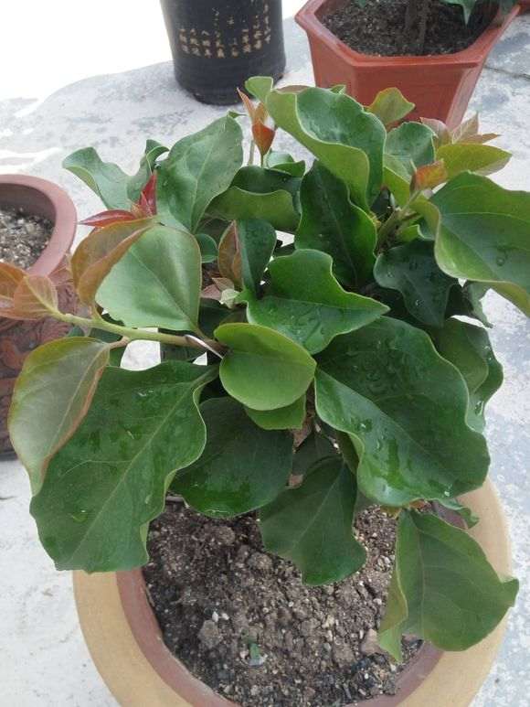 三角梅盆栽光长个怎么办 图片