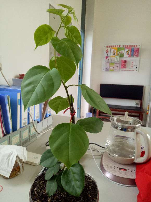 三角梅盆栽光长个怎么办 图片