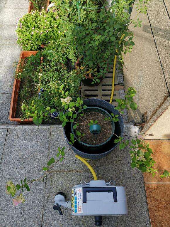 三角梅盆栽的株型问题有哪些 图片