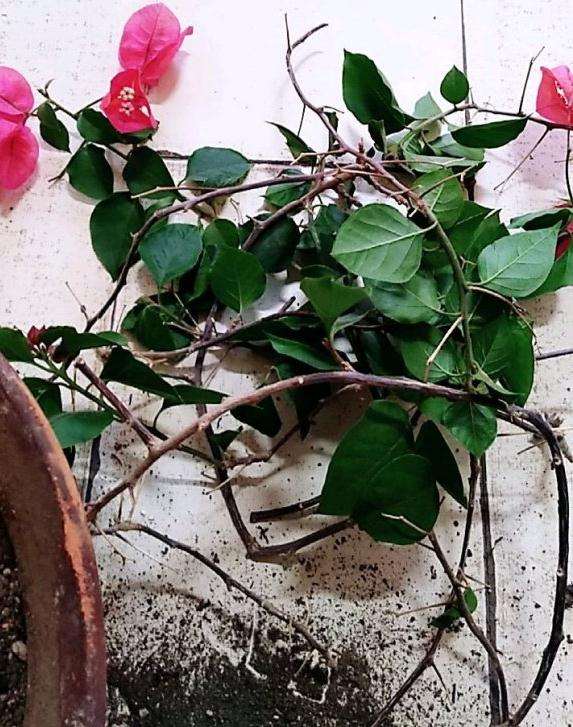 三角梅盆栽剪成这样 还能发芽吗 图片