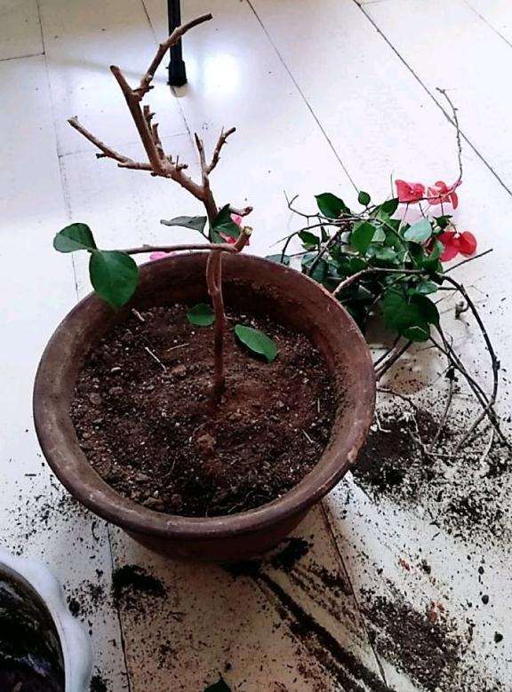 三角梅盆栽剪成这样 还能发芽吗 图片