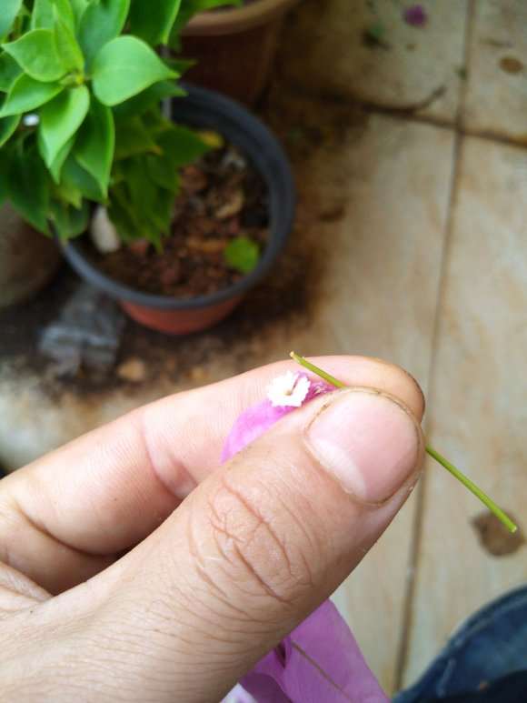 三角梅盆栽怎么授粉 成功了吗