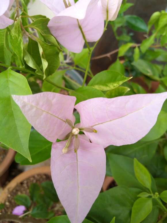 三角梅盆栽怎么授粉 成功了吗