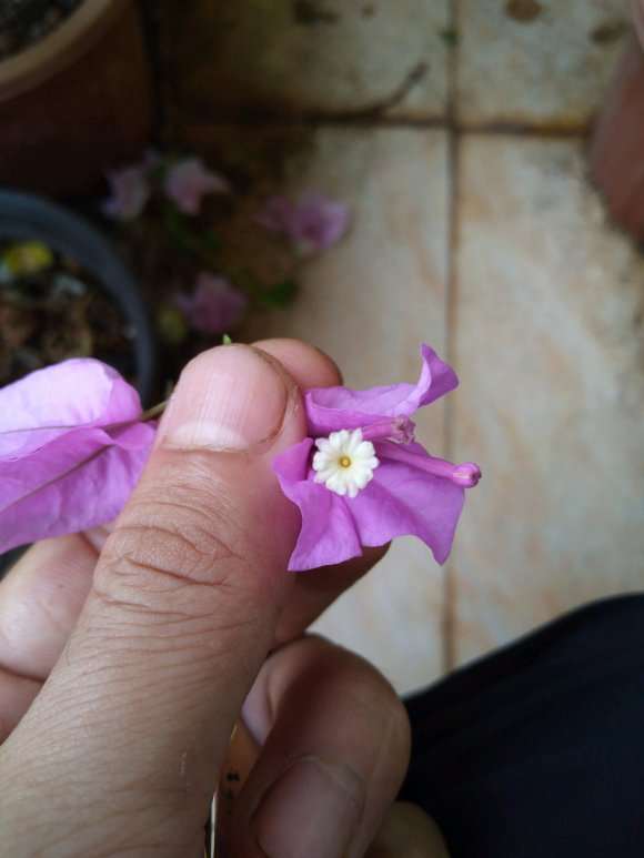 三角梅盆栽怎么授粉 成功了吗