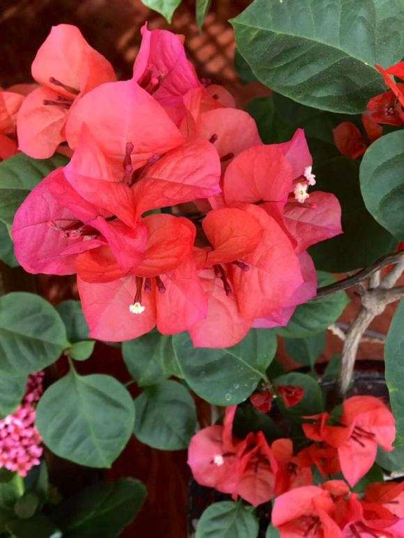 同事在办公室养的三角梅盆栽 怎么样