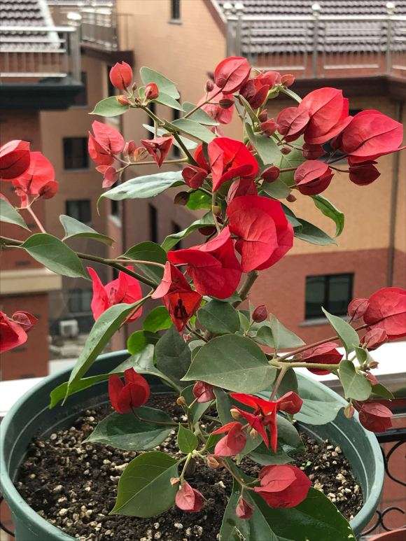 同事在办公室养的三角梅盆栽 怎么样