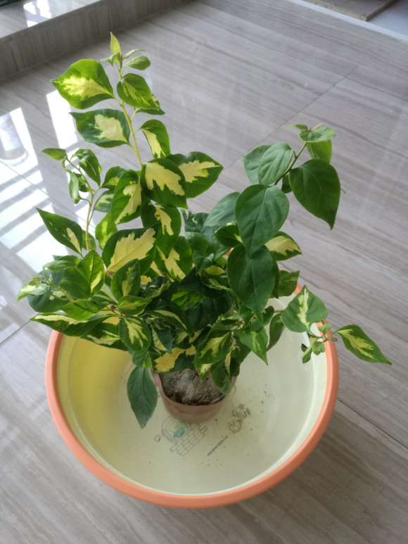 三角梅盆栽水浇上去 迟迟渗透不下去