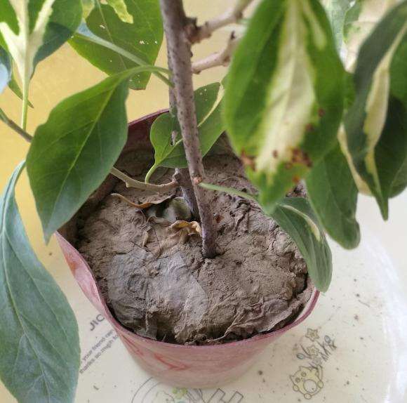 三角梅盆栽水浇上去 迟迟渗透不下去