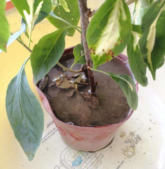 三角梅盆栽水浇上去 迟迟渗透不下去