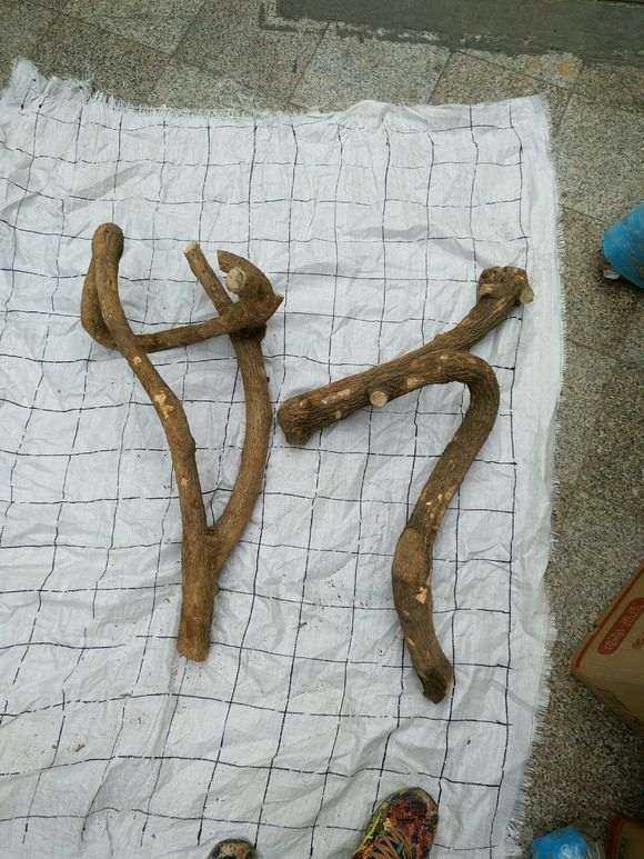 山东三角梅下山桩枝干很不错 怎么样