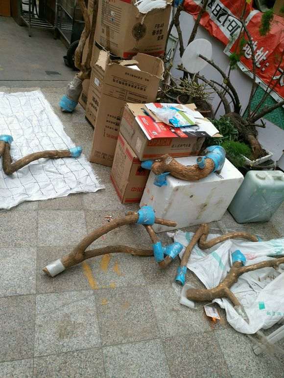 山东三角梅下山桩枝干很不错 怎么样