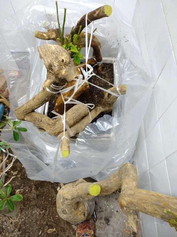 山东三角梅下山桩枝干很不错 怎么样