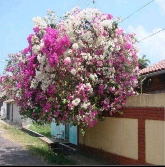 谁有三角梅盆栽十姐妹的资料 图片