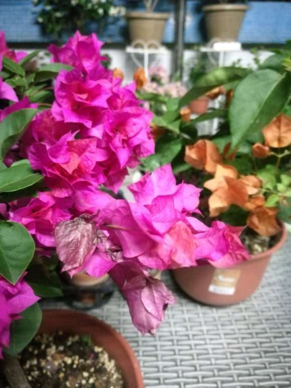 三角梅盆栽重瓣品种不易落花吗 图片