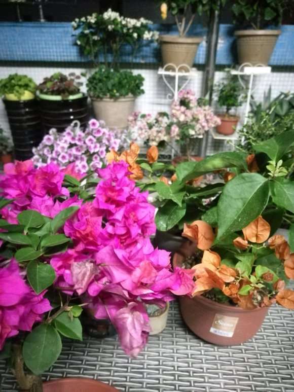 三角梅盆栽重瓣品种不易落花吗 图片