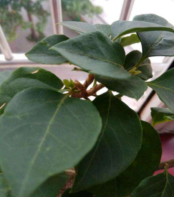 三角梅盆栽从僵苗到爆芽的过程 图片