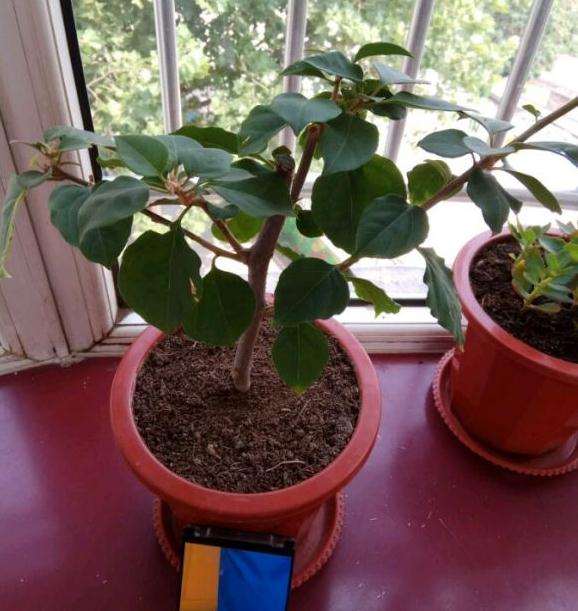 三角梅盆栽从僵苗到爆芽的过程 图片