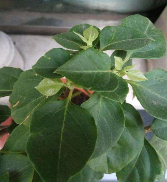 三角梅盆栽从僵苗到爆芽的过程 图片